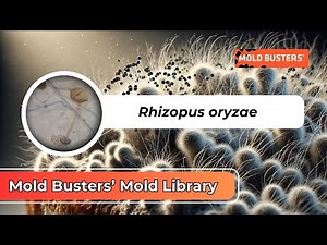 Rhizopus Oryzae: The Mold You Didn’t Know You Needed! 🍞🦠
