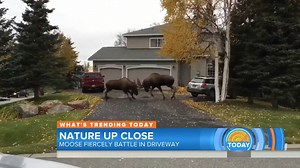 55K views · 481 reactions | WATCH: Moose go head-to-head in a driveway. (Video: Today Show) | WDIV Local 4 / ClickOnDetroit | Facebook