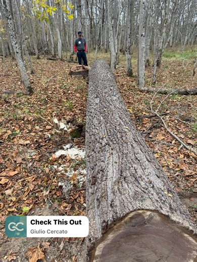 1.1K views · 25 reactions | Tall big walnut tree one of the nicest trees we’ve acquired 2) 12’ pictured (6) logs total | Holt Lumber Company LLC | Facebook