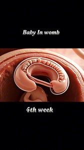 58K views · 273 reactions | Baby in womb 4th week #development #foryou | Dr. Daleep Kumar Italy | Facebook