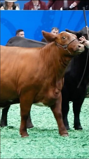 Rodeo Houston Livestock Show