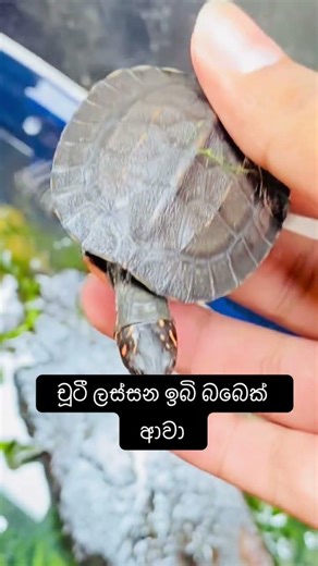 අහම්බෙන් අපේ ගේ ලගට එයා ආවා එයාව ආරක්ෂිත තැනකට ගිහින් බාර දුන්නා 🥰❤️ #nature #seeall #janiyah