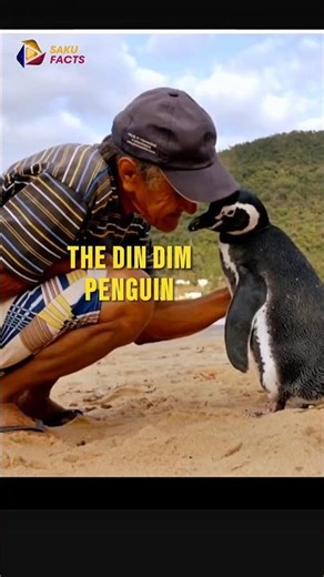 The Penguin Who Swam 8,000 km Every Year