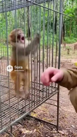 Pranking a Monkey with a Banana! (His Furious Reaction is Priceless)#shorts