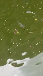 6.6K views · 88 reactions | Selecting Ricefish For A Brand New Breeding Pond! #medaka #ricefish #fishbreeding #fishbreeder #dakuaquatics #fishkeeping #aquarium #aquariumhobby #fish #aquascape #freshwateraquarium #aquariumfish #plantedtank #aquariums #tropicalfish #fishkeeper #aquascaping #aquariumlife #plantedaquarium #nanofish #aquariumsofinstagram #freshwaterfish #freshwatertank #aquascaper #natureaquarium #freshwater #fishofinstagram #nature #nanotank #fishroom | Daku Aquatics | Facebook