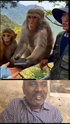 kurangu cell phone #monkey #animals #funny #funnyvid #comedy #lol #wildlife #nature #cute #reaction