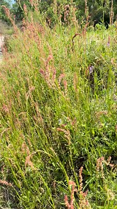 10K views · 191 reactions | Sheep sorrel (Rumex acetosella) is my...