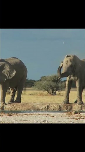 The Evolution of the Elephant's Trunk: How It Became a Versatile Tool