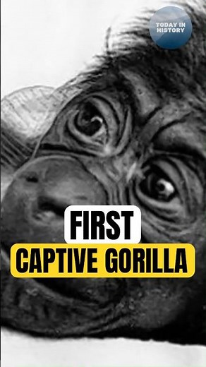 Who Was the First Gorilla Ever Born in Captivity? | Today in History Short