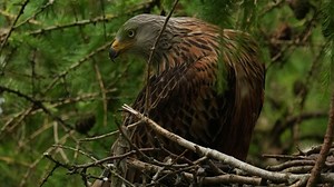 180K views · 10K reactions | I've been photographing a red kite nest Watch the pair build their nest. They tend to use the same nest each year and build it up - so these structures get bigger every year! | Robert E Fuller | Facebook