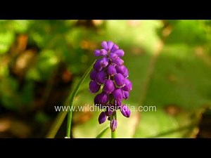Grape hyacinth blooms glowing in golden Himalayan garden light