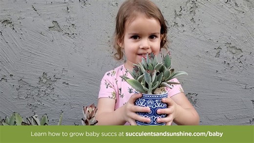 Step-by-Step Guide to Growing Baby Succulents from Cuttings
