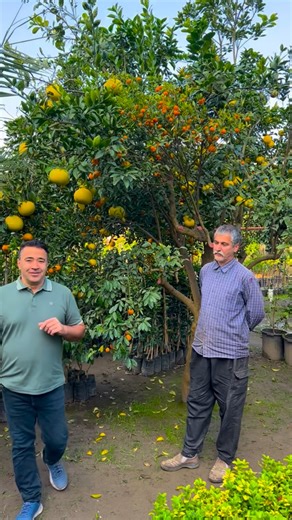 ‎🌱گلهای بیژن🌱‎ on Instagram‎: "سلمانشهر روستای تازه آباد نهالستان همیشه سبز 🌲🌲🌲نریمان عسگر پور ۰۹۱۱۱۹۲۶۳۹۹"‎