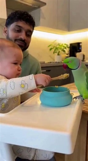 #baby #parrot #cute | Reel Core