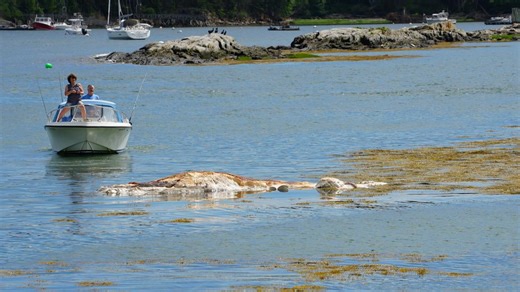 Whale carcass spotted floating offshore near Harpswell