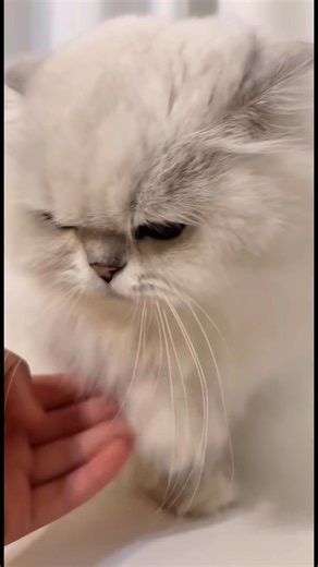 Hồn cẩu ca da hàng mão😂 | Mèo Méo Meo