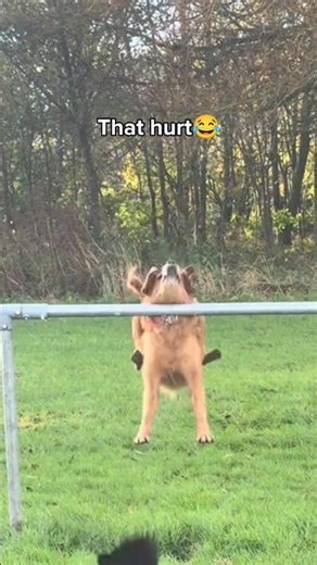 ANIMAL FAILS of the day😂
