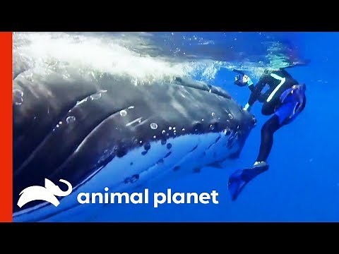 Humpback Whale Tries To Save Diver From Tiger Shark | Weird, True & Freaky