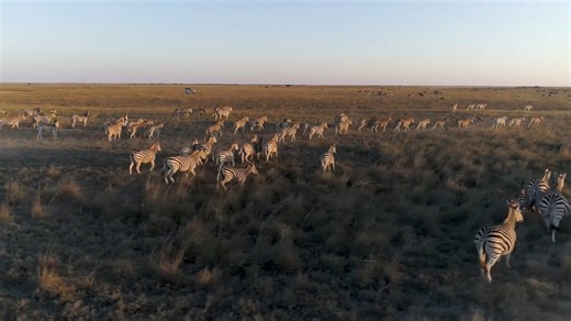 Drone flight over zebra herds on the African plains - Worldwide