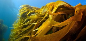 KELP-EU: innovative, sector-leading seaweed biorefinery