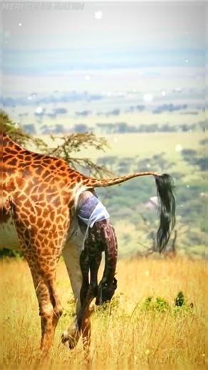 The 6-Foot Drop! 🦒 Witnessing a Miracle Giraffe Birth 🦒 || #wildlife #shortsfeed #animals #giraffe