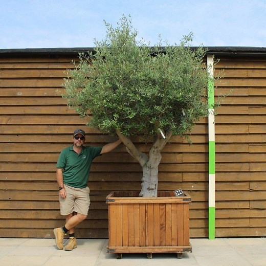 Olive Trees for Sale UK | Mature, Ancient & Large Olive Trees