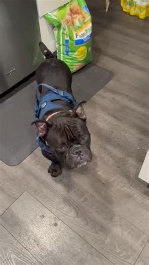 11 reactions | ❤️BOWSER the pancake tester ❤️ If you need any help In the kitchen then Bowser is your boy. DM for a meet and greet! #popopups #rescuedismyfavoritebreed #dogs #fosteringsaveslives #dogs #adoptdontshop #rescue #adoptme #lowrider #frenchiesofinstagram #pancakes | POPO Pitbulls Rescue | Facebook