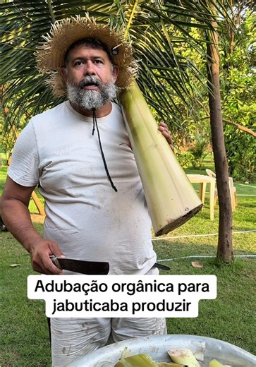 Você tem jabuticaba aí? O caule da bananeira é rico em água e nutrientes, principalmente o potássio, sendo uma ótima adubação orgânica para sua jabuticaba. Vem comigo. #agro #campo #interior #roça
