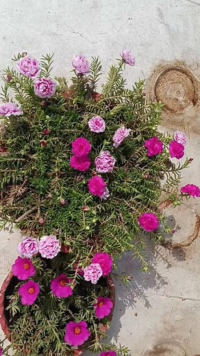 55K views · 423 reactions | Portulaca plant fertilizer #portulaca #fertilizer #care vandana Srivastav Love For Gardening | vandana Srivastav | Facebook