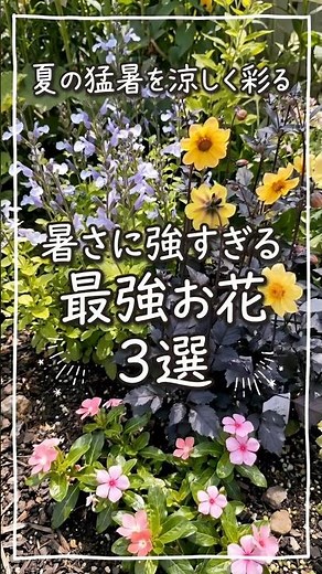 [Beat the Heatwave] Three of the Strongest Flowers That Can Withstand the Heat and Stay in Full B...