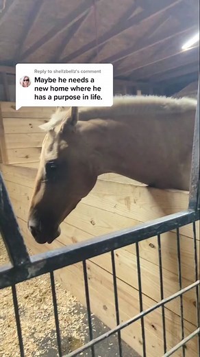Replying to @shellzbellz the audacity.#horse #foal #palomino #thoroughbred #palominothoroughbred #fyp #foryoupage #ottb #lgbtqequestrians #espanasilk #DACPOWERED #fyp #foryoupage #roachedmane #colorthoroughbred #dressage #jumping #western #horseriding #horsetraining #trot #rarehorse