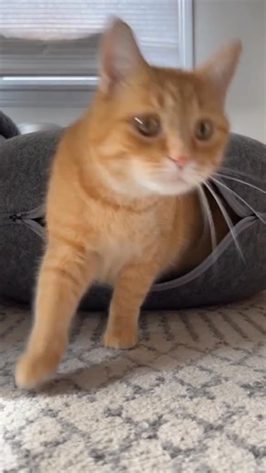 this is getting ridiculous | Pennythegingercat