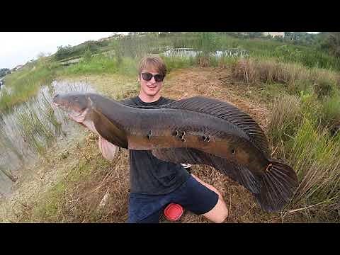 South Florida Freshwater Insanity - Snakeheads, Peacocks, Tarpon, Largemouth + More