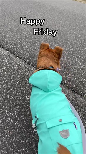 Adorable Dog Ear Flops Compilation