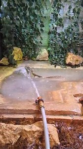 648K views · 195 reactions | Pool Party! Mr. Weber's Sailfin Lizard...