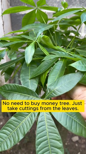 22K views · 132 reactions | Good tip for branching trees with sugar #backyardgardening #gardeninglife #vegetablegardening #vegetablegarden #gardeningtips #gardeninglove #organicgardening #gardensofinstagram #gardenideas #urbangardening #gardeningistherapy #gardeninggoals #homegardening #gardeninspiration #lovegardening #gardeningisfun #countrygarden #veggiegarden #happygardening | Gardening Lover | Facebook
