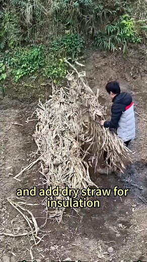 2.9K views · 20 reactions | Tutorial on Preserving Chili Pepper Seeds for Winteragriculture gardeningtips planttips vegetablegardening vegetablegarden agricultural innovation | Farmer Dean | Facebook