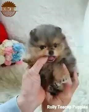 Endok® Realistic Yorkie Dog Casey