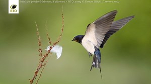 46 reactions | Did you know that a small number of Swallows have...