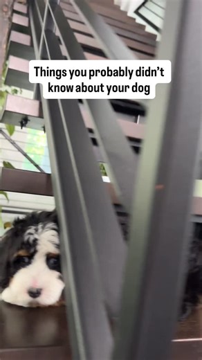 Here are some things you probably didn’t know about your dog! Were any of these super surprising to you?? 🐾🖤⚡️ • • • #bernedoodle #rockyroaddoodles #bernedoodles #bernedoodlesofinstagram #doodlelove #bernedoodlelove #puppiesofinstagram #crazydogfacts #dogmom #dogfacts #puppyfacts #factsyoudidntknow #puppies #puppy #doodle #doodlefacts #funfacts #informational #informationalreel #reelsdaily #reeloftheday #dogreels #facts #rarefacts #funfacts #puppylove #doglovers #dogsofinstagram #dogdad #dogre