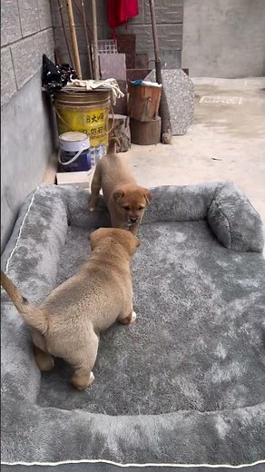 Adorable Puppies Playing Together 💕 | Cute & Funny Puppy Moments 💕