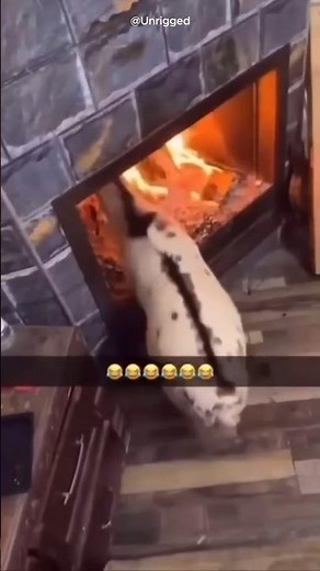 Why Are These Goats Walking Into Fire? 🐐🔥😱