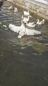 好可爱的大鹅，在水里游来游去。What a cute big goose, swimming around in the water.