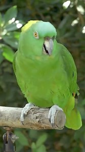 Kakak Tua bernyanyi #TakeYoungDogToWorkDay #fullmoon #InternationalYogaDay #rihanna #goskateboarfingday | Dafiq Dstory