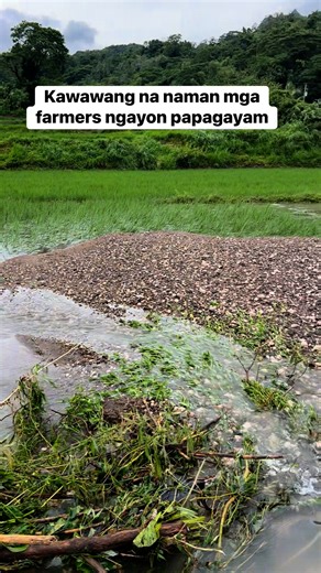Dahil kay super typhoon Nando papagayam 🥹🥹🥹 #aftermath #bagyo #typhoon #nando #farmers | Mario Subagan Jr