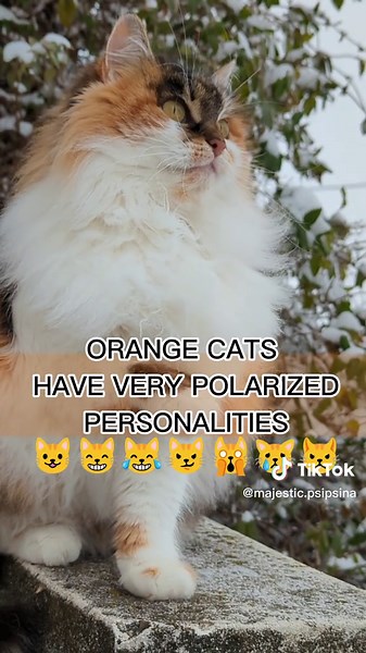 About colors and personalities 😸🐾 #cattok #catpersonalities #catcolors @♚ Yuri & Yussik & Basil ♚