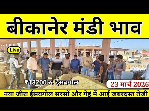 बीकानेर मंडी भाव | आज का भाव| जीरा ईसबगोल और सरसों में आई भारी तेजी | Bikaner mandi bhav