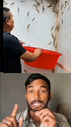 How to get rid of Lizards 🦎