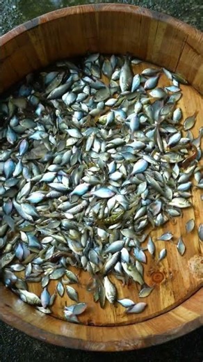 Fresh Mountain Fish Recipe | Easy Outdoor Cooking in Nature