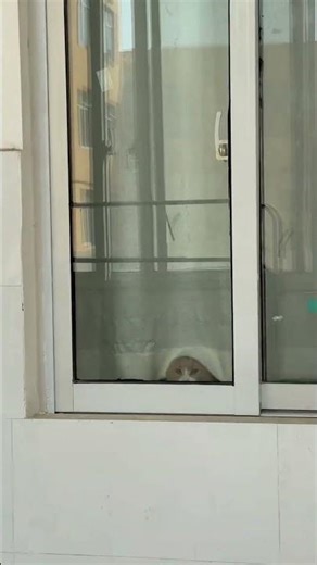 The Secret Cat-Lover's Ramen Adventure in the Middle East